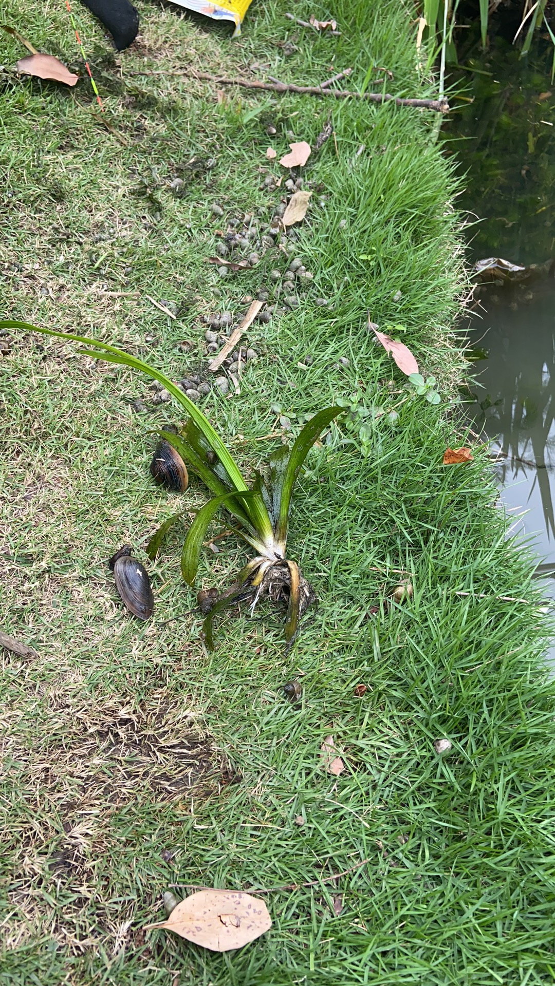 河蚌
