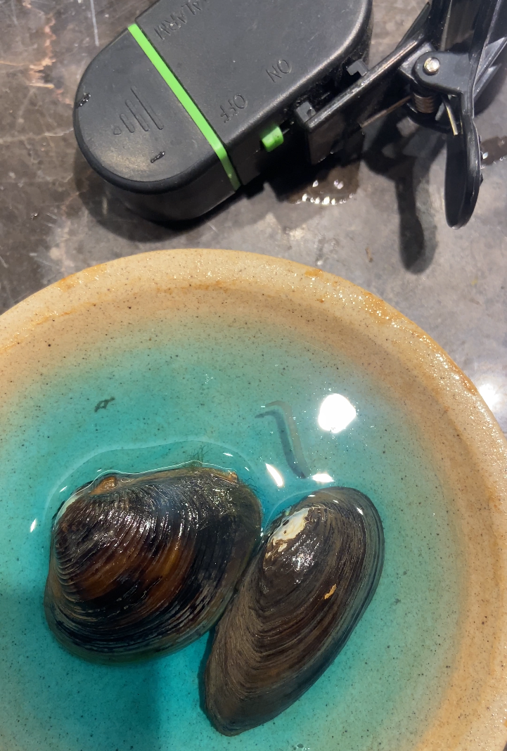 河蚌