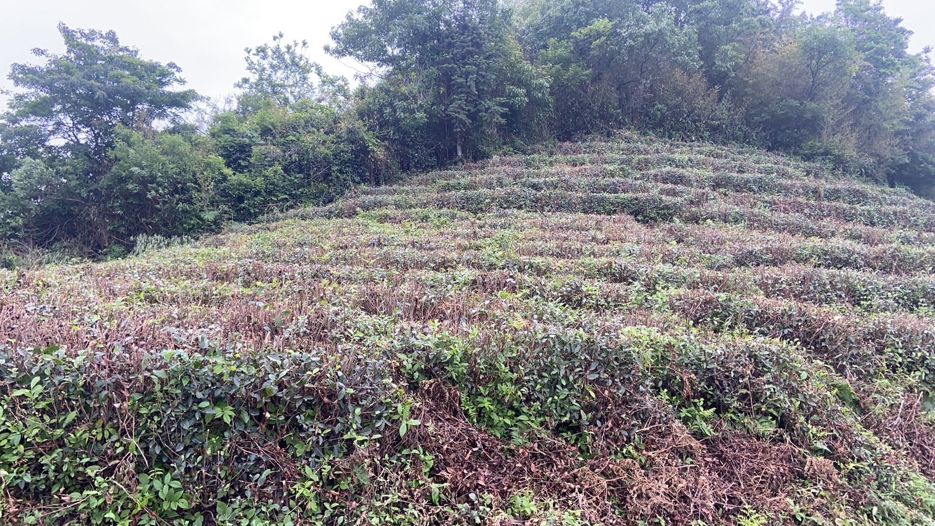 安顶山和同盘顶