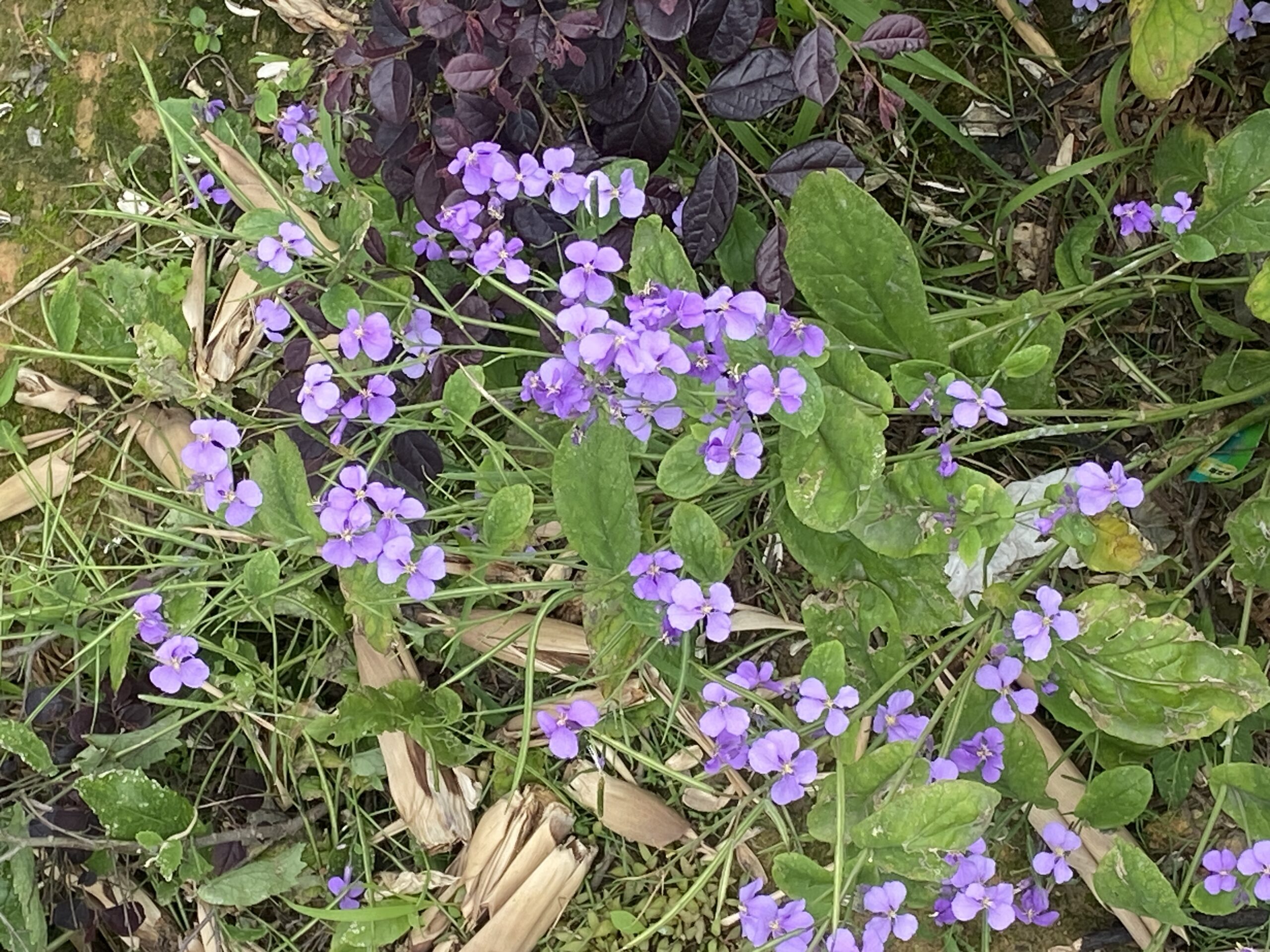 安顶山和同盘顶