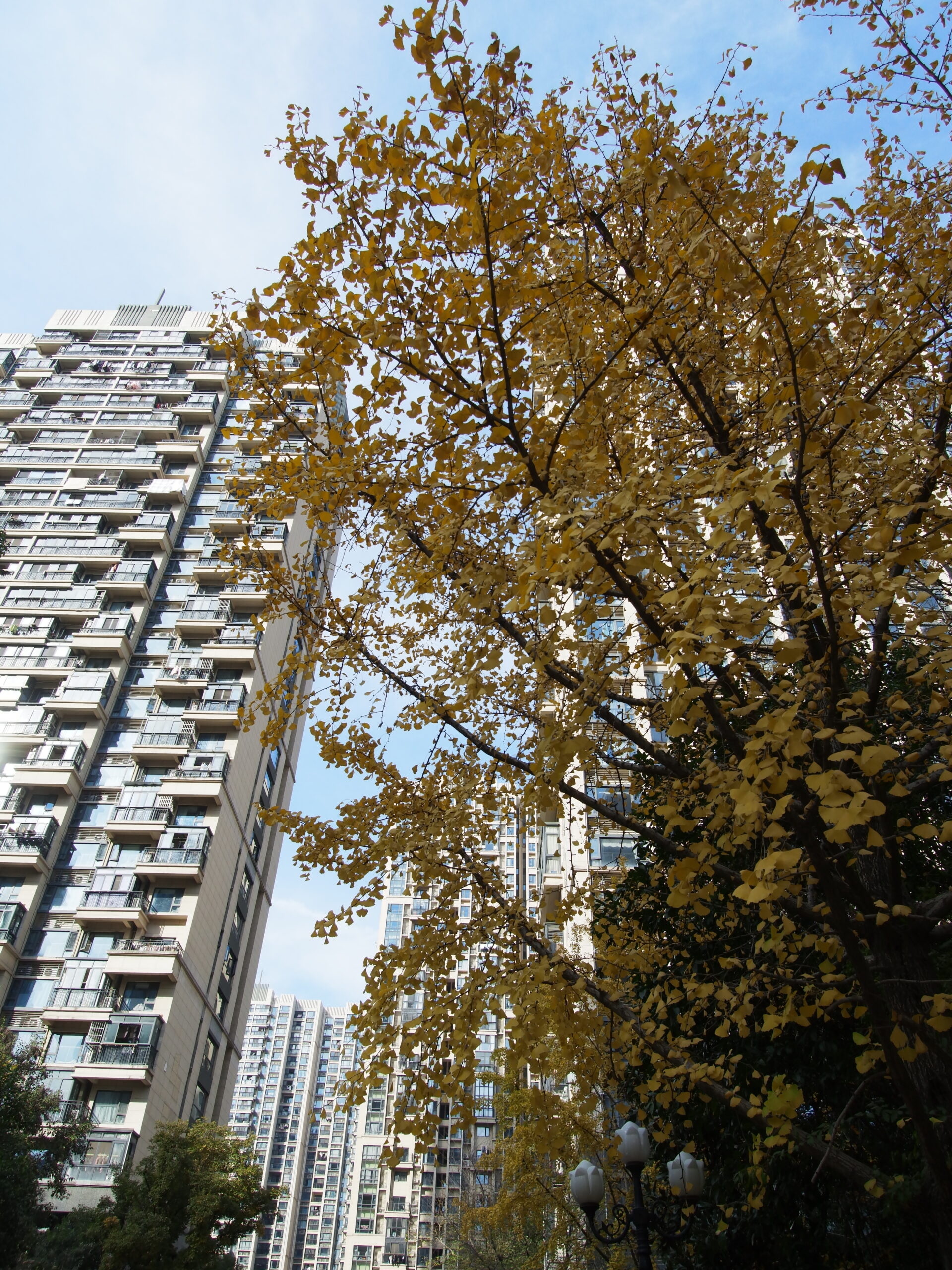 杭州萧山恒大帝景银杏树