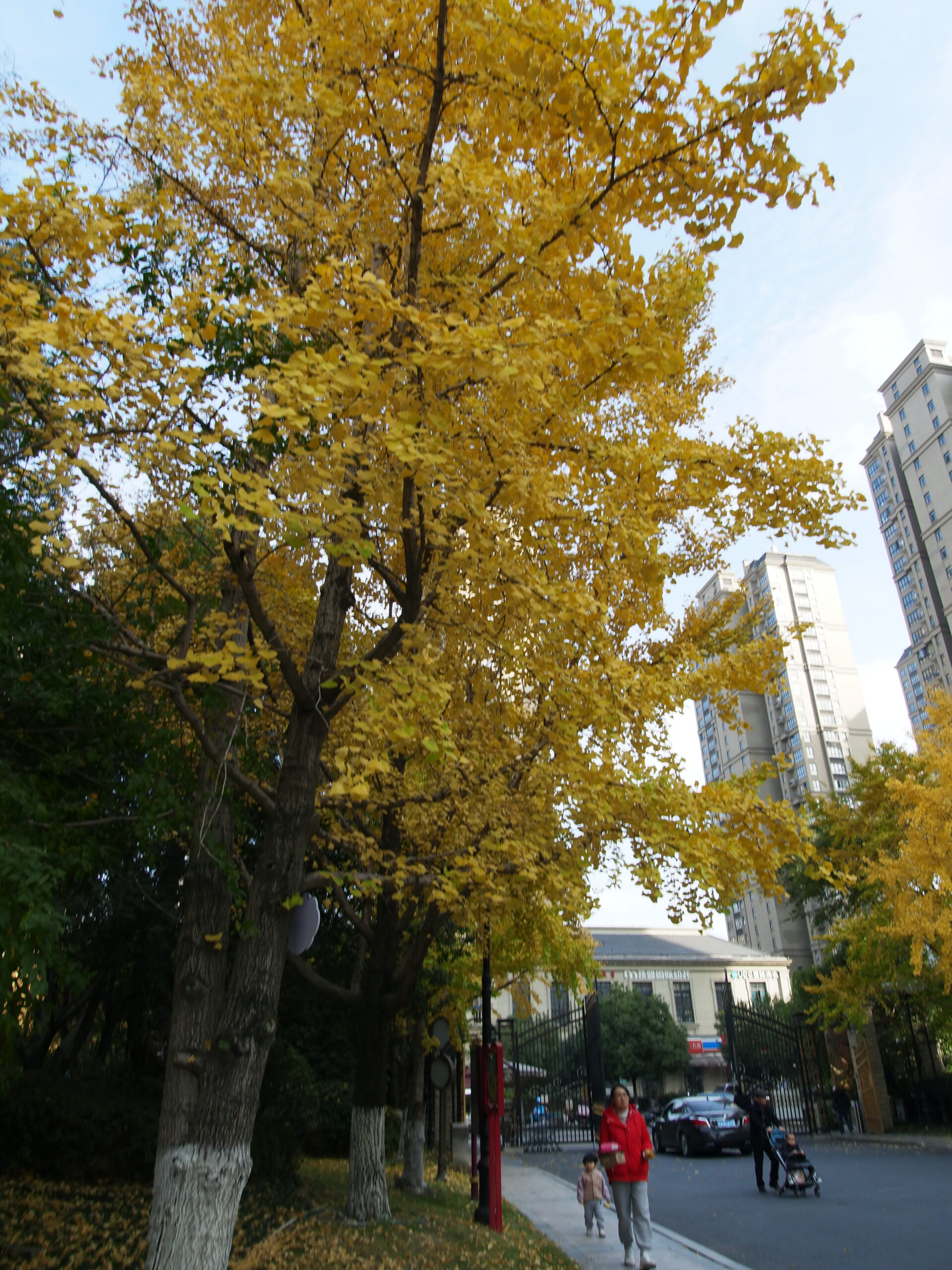 杭州萧山恒大帝景银杏树