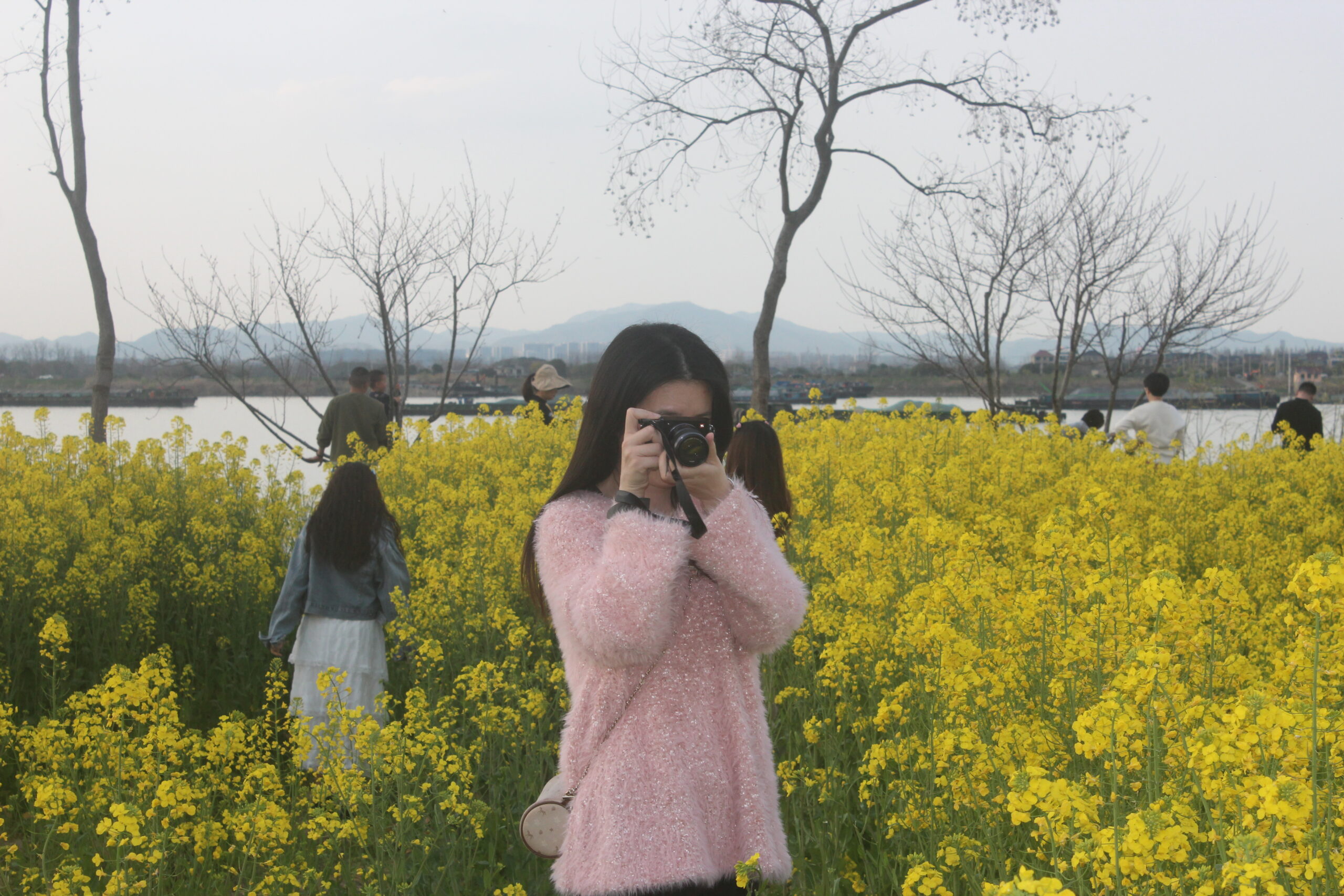 五丰岛-油菜花