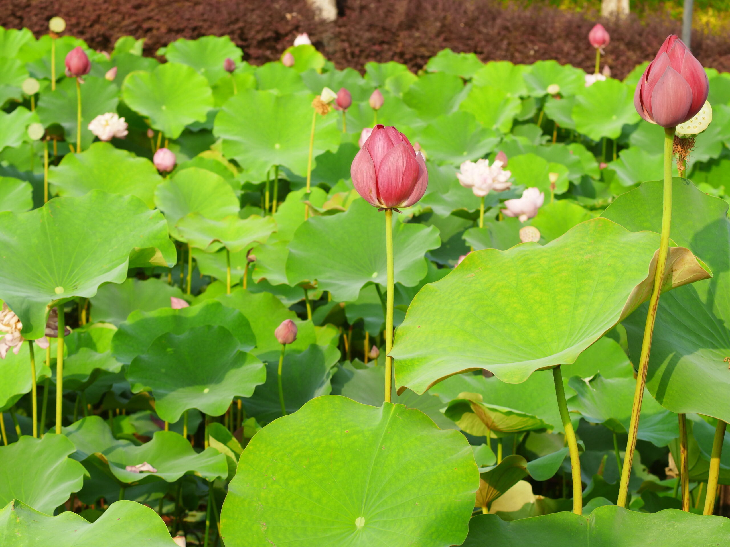湘湖莲花