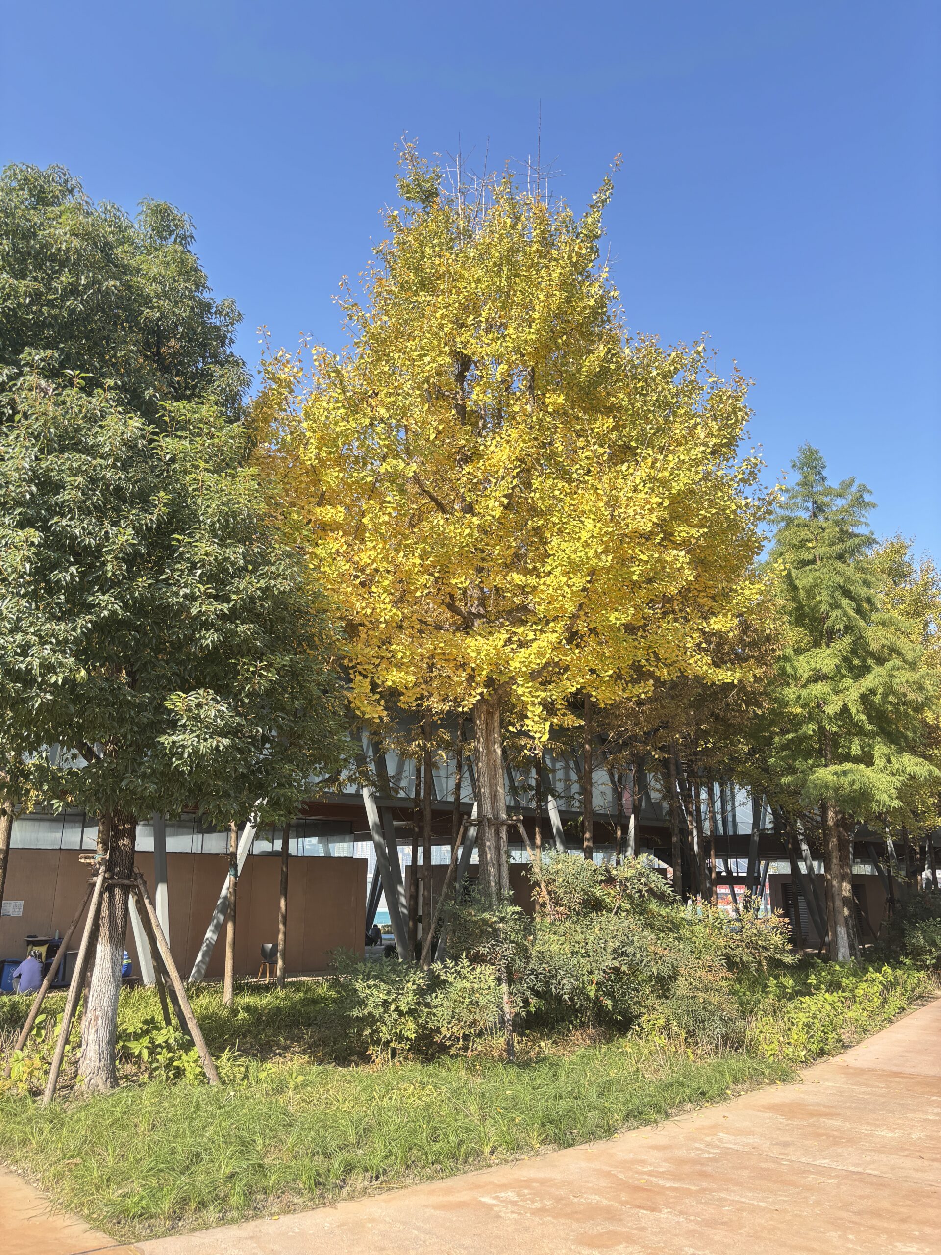 钱塘江-银杏树